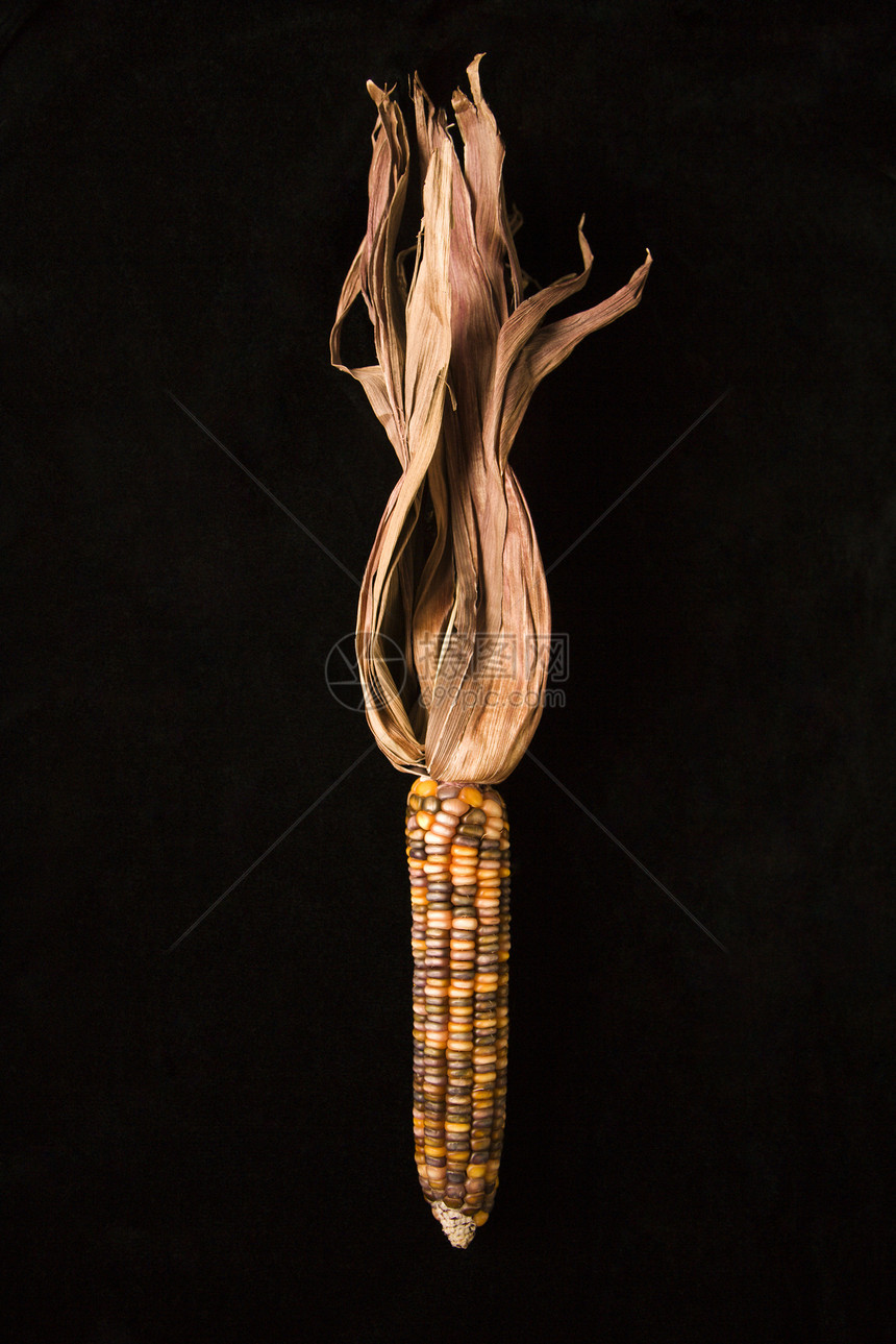 多色印度玉米赏金蔬菜照片对象农业食物生产静物棒子彩色图片