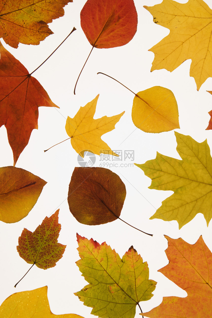 以瀑布色为颜色的叶子枫树静物自然界照片植物学豆梨树木树叶图片