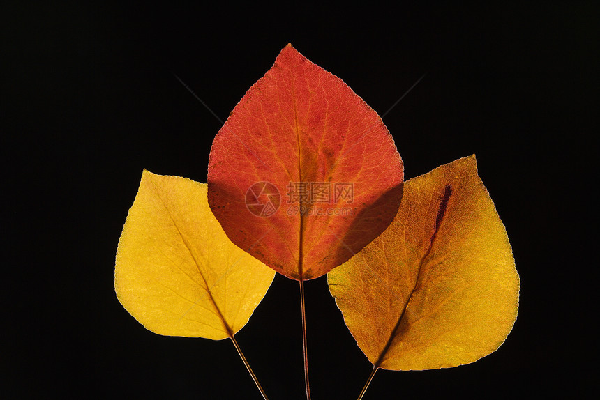 布拉德福德皮尔叶植物学照片静物叶子橙子树叶对象自然界豆梨颜色图片