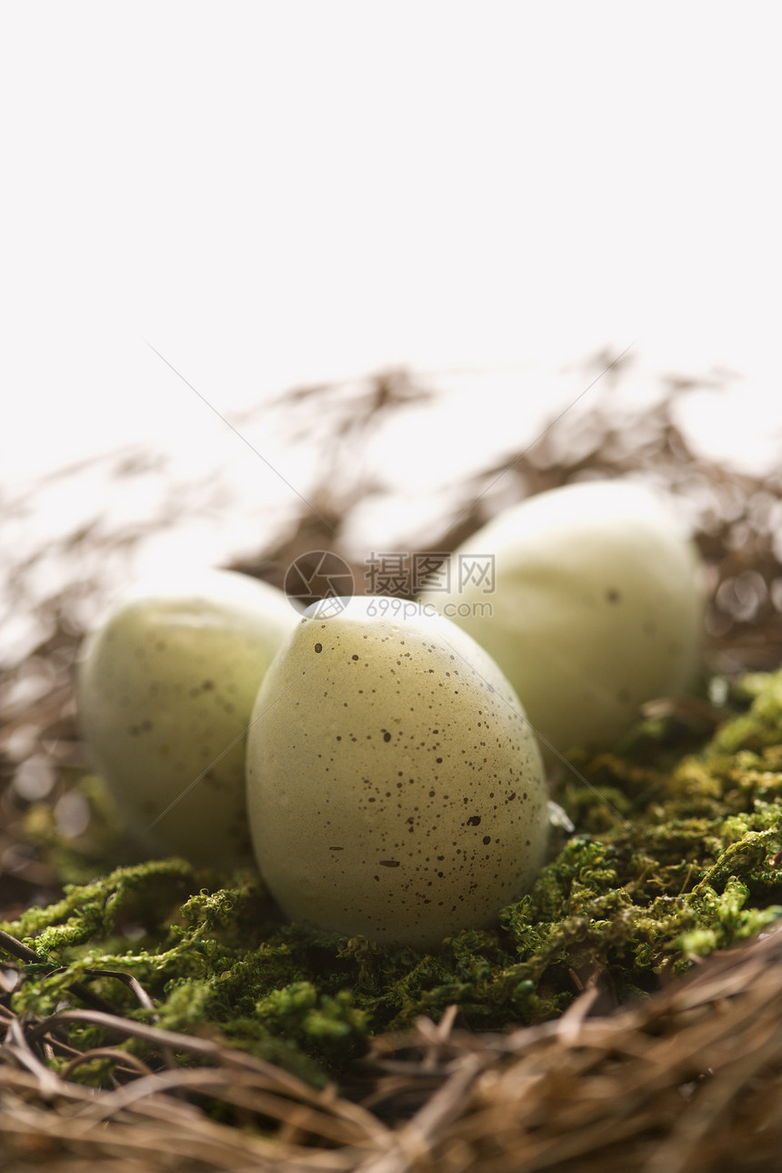 鸡蛋在巢里生长鸟蛋家庭不育症储备金动物安全退休生育力斑点图片