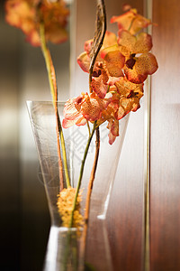花瓶里的兰花背景图片