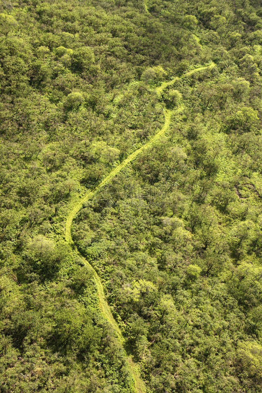 森林足迹的连环飞行图片
