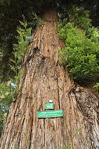 柏北美红杉有标志的红木角背景