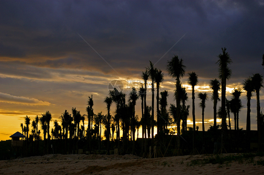 树的背影剪影梦境树木绘画旅行天空海岸海滩日落假期图片