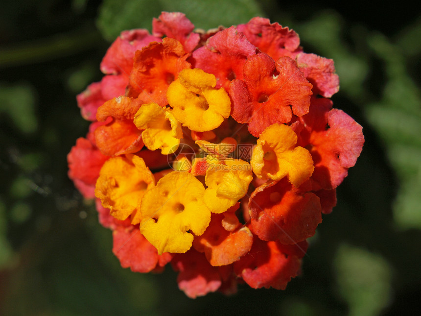 亚南花花植物群花园黄色盘子植物学雄蕊季节丹花图片