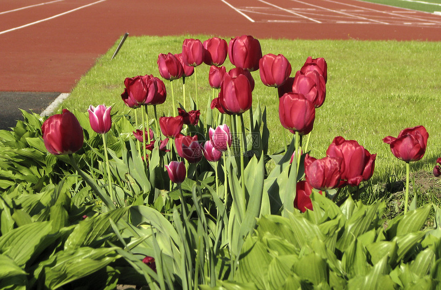 图利普和足球场季节生长体育场活力土地郁金香绿色红色植物运动图片