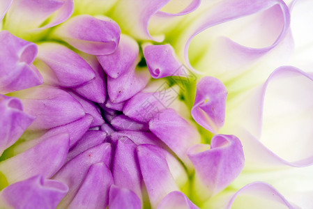 菊花紫色白色宏观背景图片