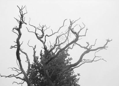 喷雾中死橡树的自然背景背景图片
