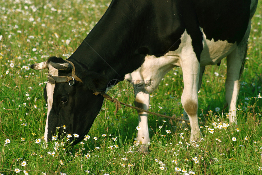 牛在草地上放牧哺乳动物季节牛奶倾斜奶牛环境动物毛皮牧场场地图片