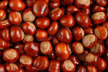 栗子坚果种子棕色季节背景图片