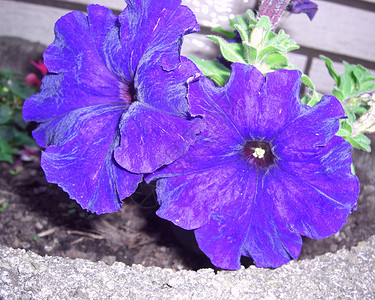 紫色立体花朵eterunia 立体紫色花朵生长牵牛花植物植物学薰衣草电影植物群淡紫色背景