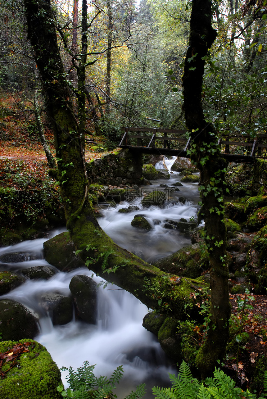 水瀑植物跑步树木叶子溪流运动环境石头森林荒野图片