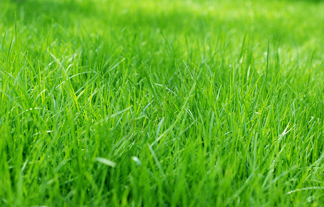 草背景刀片环境绿色植物场地地面草皮植物生长草地繁荣背景图片