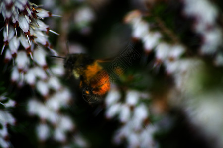大黄蜂花模糊度 v1背景图片