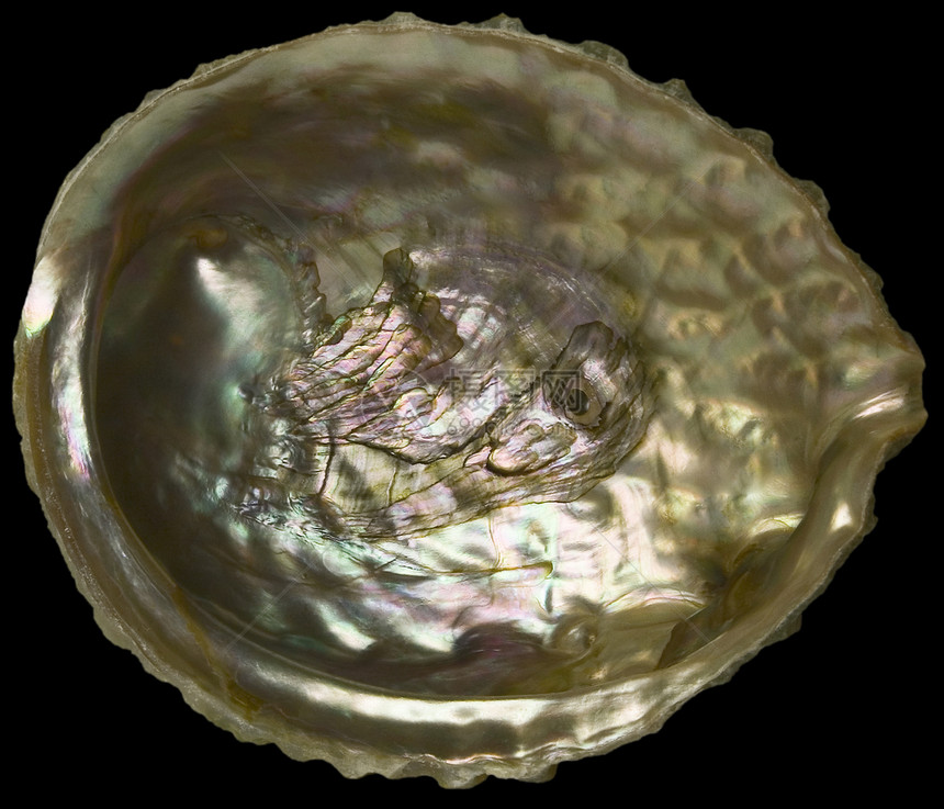 独立贝壳图片