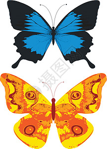 蝴蝶创造力翅膀昆虫绘画插图背景图片