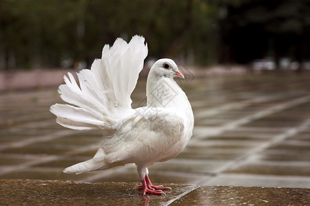 和平鸟白鸽子动物翅膀羽毛寓言场景鸽子飞行背景