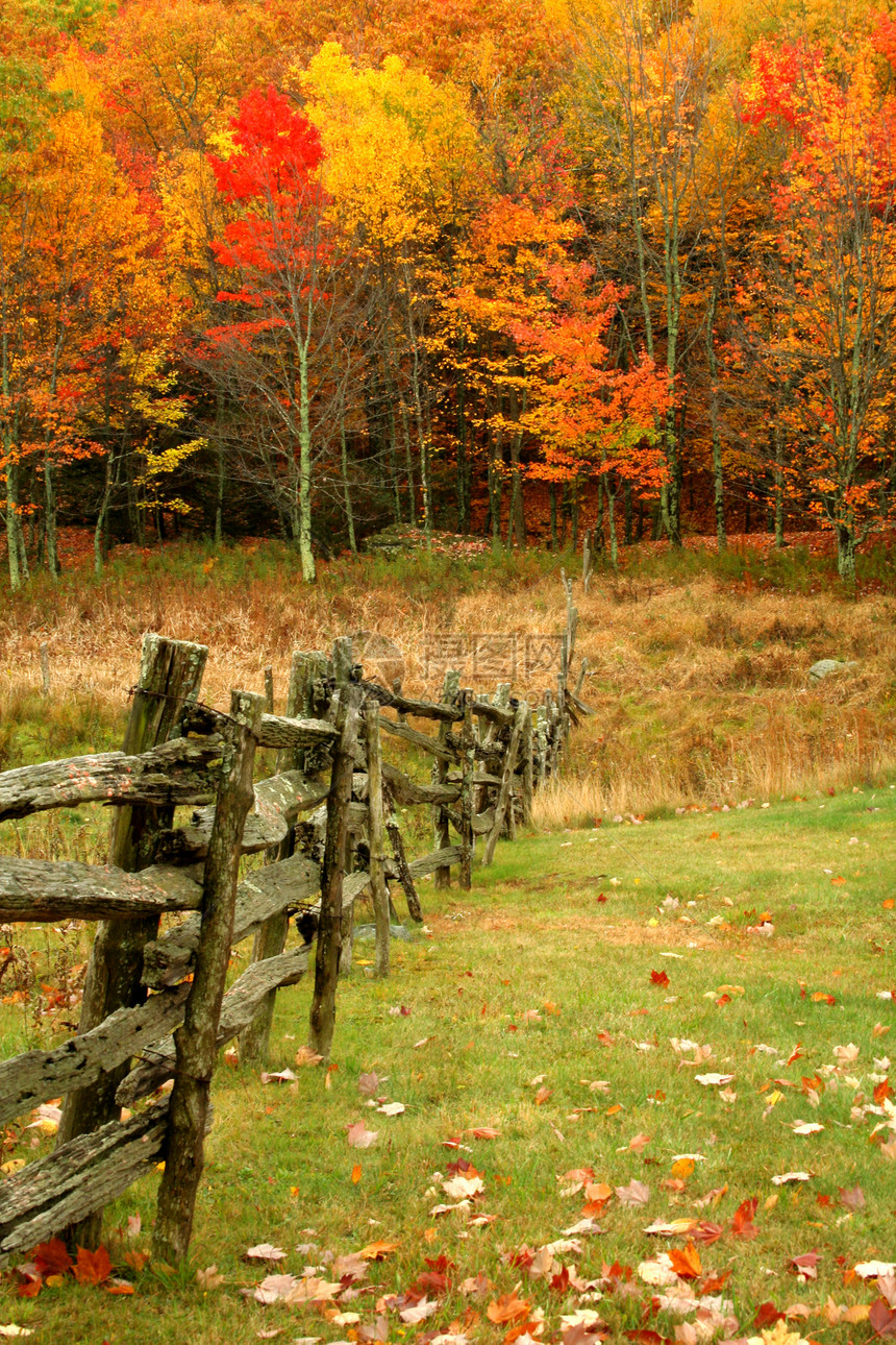 秋季草地树木纹理黄色栅栏场地分栏式红色图片