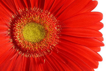 鲜花宏观植物红色花朵植物群背景图片