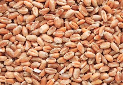 小麦玉米粮食鸡眼棕色食物食品农业产品谷物背景图片