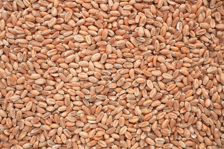 小麦鸡眼产品食品玉米食物棕色谷物农业粮食背景图片