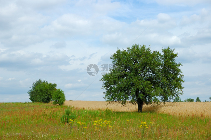 夏季风景牧场农场季节性场景地平线植物群天空地面树木绿色图片