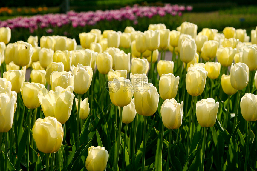 黄色郁金香植物园艺花园阳光花瓣植物群图片