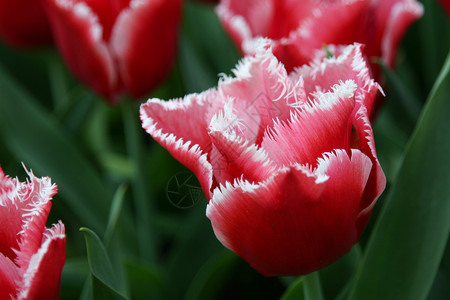 特写郁金香植物群园艺花瓣红色花园漂亮的高清图片素材