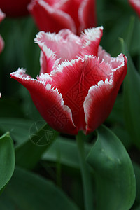 Tullip 郁金红色花瓣花园植物群园艺郁金香盛开高清图片素材