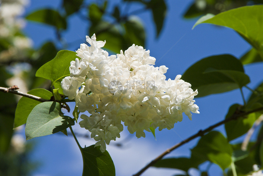 白花紫丁香园艺蓝色树叶叶子香水绿色白色花朵活力图片