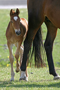 小叶形动物马匹哺乳动物婴儿配种宠物板栗高清图片