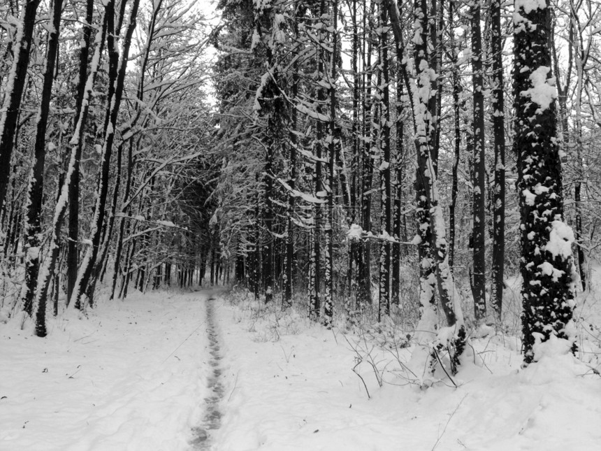 雪中路径国家场景捷径森林车道曲目雪景季节游客木头图片