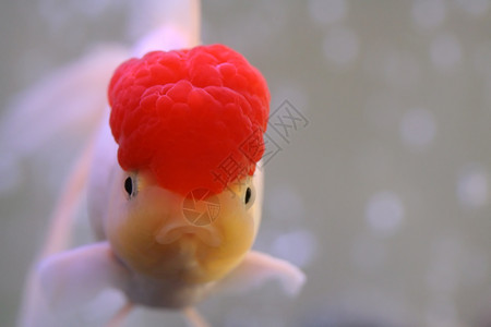 金鱼宠物游泳鲤鱼猩猩橙子红色海洋金子池塘黄色水族馆高清图片素材