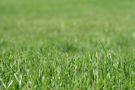 青草场地娱乐绿色运动刀片割草机草地背景图片