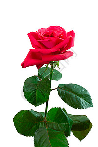 粉红玫瑰花浪漫红色玫瑰白色花瓣叶子宏观礼物绿色展示背景图片