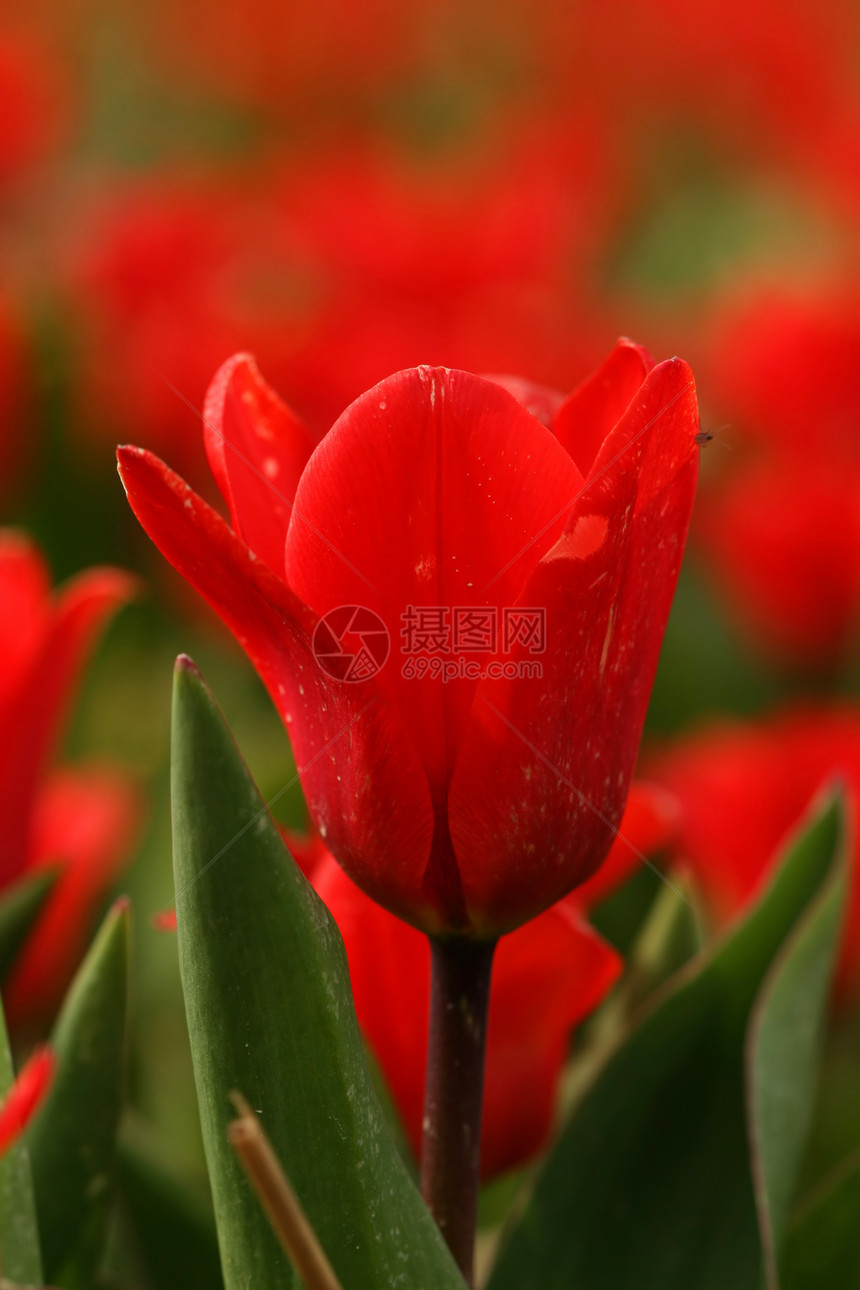 红郁金红色植物学郁金香图片