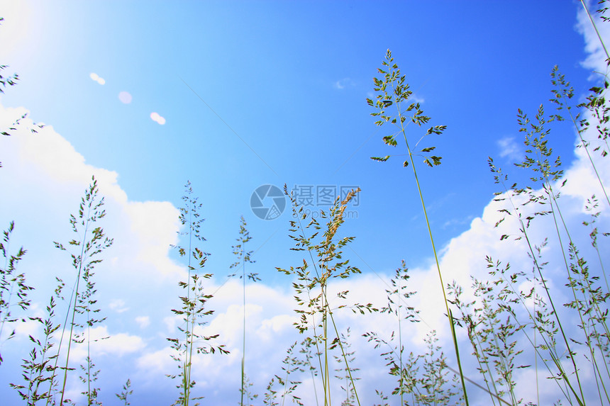 天空和长草背景图片