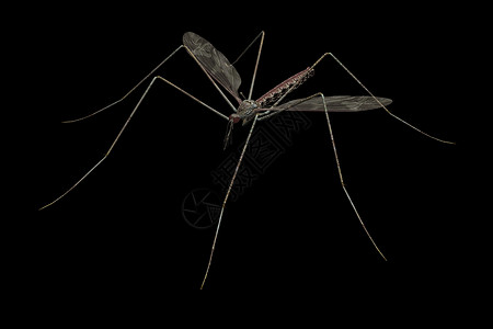 蚊虫疟疾黄热病宏观昆虫背景图片