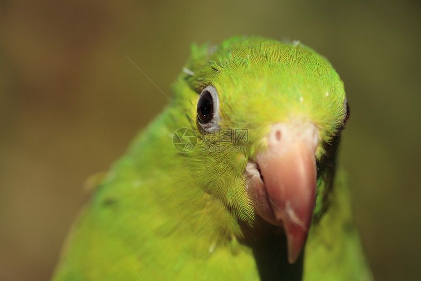 绿鹦鹉绿色野生动物宏观羽毛图片