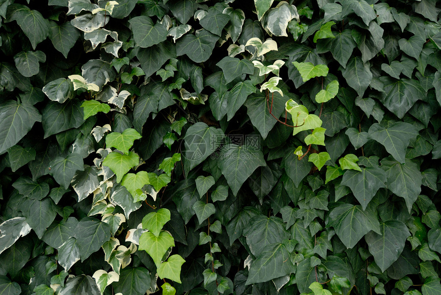 常数多叶植物叶子植物学树叶绿色灌木丛图片