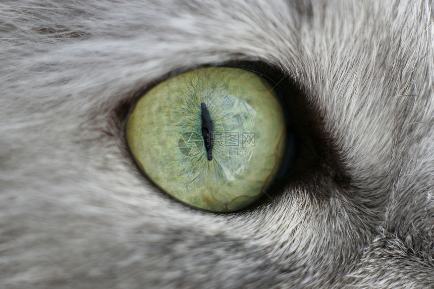 猫眼羊毛宠物动物眼睛反射宏观潮湿图片