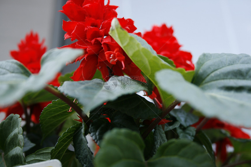 盆花白色红色黄色紫色花瓣树叶黄花花束花粉蓝色图片