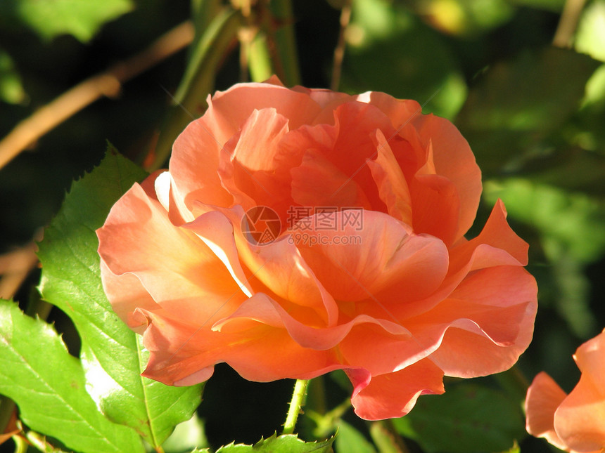 玫瑰橙黄色花园植物图片