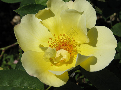 玫瑰花园黄色花瓣植物背景图片
