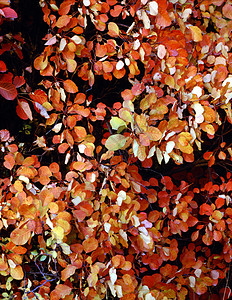 秋季季节树叶颜色背景图片