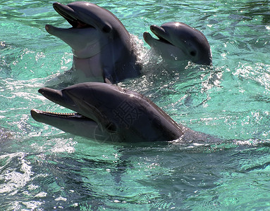 宽吻海豚海豚家庭潜水漂浮声呐栖息地哺乳动物微笑朋友尾巴游泳胸饰背景