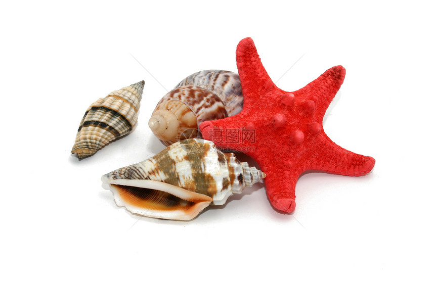 贝壳和海星鱼海滩生活海洋白色海螺生物图片