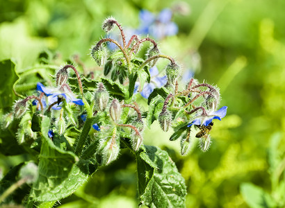 鲜花蜜蜂绿色花粉蜂蜜荒野工人昆虫翅膀花园植物背景图片