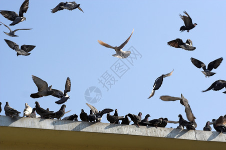 飞鸟翅膀天空蓝色鸽子航班自由背景图片