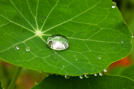 飞沫落叶( Macro)背景